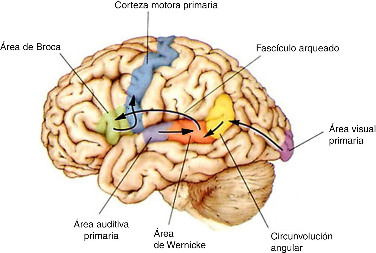 El Lenguaje En Tu Cerebro